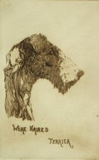 Wire haired terrier for sale  UK