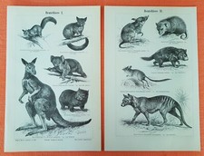 Beuteltiere wombat beutelwolf gebraucht kaufen  Lauenburg/ Elbe