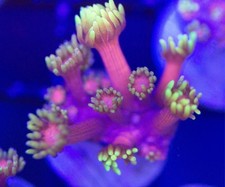 Iron man goniopora for sale  Placentia