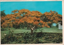 Usado, Cartão postal Scarlet Royal Palm Tree são numerosos na Flórida Continental não publicado comprar usado  Enviando para Brazil