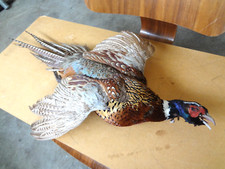 ꙮ rare ringneck for sale  San Francisco
