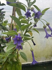 Iochroma grandiflora blue for sale  HELSTON