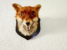 Fuchs kopf präparat gebraucht kaufen  Tholey