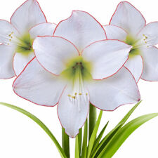 Amaryllis hippeastrum picotee for sale  WOLVERHAMPTON