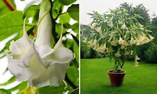 Angel trumpet brugmansia for sale  READING