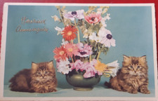 Fancy cat and d'occasion  Expédié en Belgium