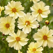 coreopsis for sale coreopsis for sale UK