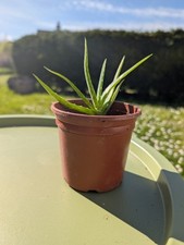 aloe vera plant for sale aloe vera plant for sale WICK