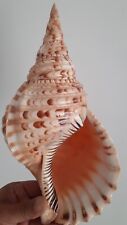 Curiosité taxidermie coquilla d'occasion  Montpellier-