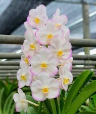 Orchid Orchidee Orquídea Vandachostylis Crownfox Magic (13 L) na sprzedaż  PL