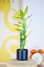 lucky bamboo stalks for sale lucky bamboo stalks for sale LEICESTER