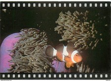 Animaux poissons poisson d'occasion  Fruges