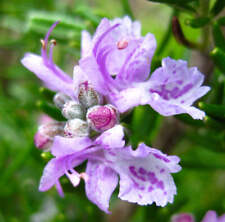 Rosmarinus officinalis majoric usato  Napoli