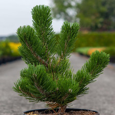 Pinus nigra oregon for sale  UK
