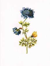 Blue windflower flower for sale Blue windflower flower for sale  DEREHAM