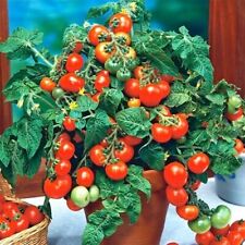 Roter pinocchio tomate gebraucht kaufen  Versand nach Germany