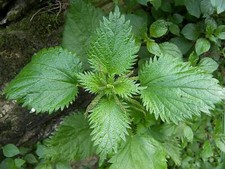 One stinging nettle for sale  Kingsburg