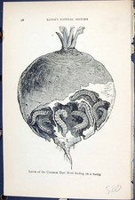 Old butterflies 1896 for sale  UK
