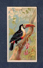 Toco toucan 1889 d'occasion  Expédié en Belgium