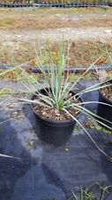 Yucca rostrata conteneur d'occasion  Mont-près-Chambord