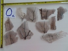 Pieces natural sea for sale  Union Grove