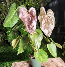 Anthurium queen hearts for sale  Hollywood
