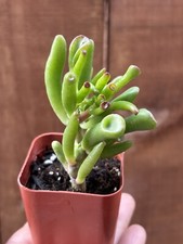 Crassula ovata ogres d'occasion  Expédié en Belgium