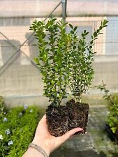 Bosso buxus microphylla usato  Valmacca