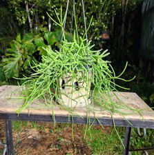 Rhipsalis brazilie plant for sale  Hollywood