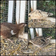 Japanese jumbo coturnix for sale  YATELEY