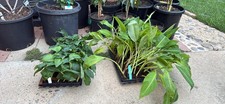 Banana plants. different for sale  Vista