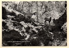 Parco nazionale abruzzo usato  Corinaldo