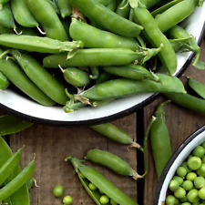 Pea tom thumb for sale  BURTON-ON-TRENT