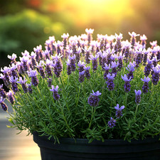 800 lavender seeds for sale  Greenville
