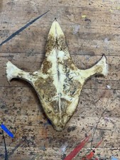 Large american snapping for sale  Shreve