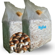 Panetti funghi pioppini usato  Barletta