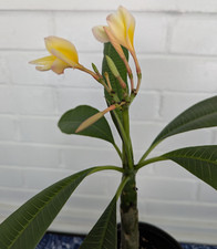 Plumeria yellow white for sale  Lakeland