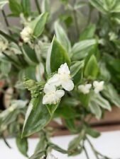 Tradescantia fluminensis albov usato  Italia