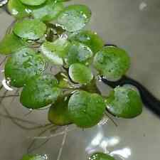 Aquarium froschbiss pflanzen gebraucht kaufen  Salzhemmendorf