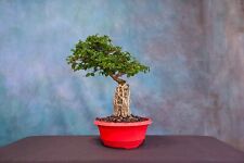 Premna pre bonsai for sale  North Fort Myers