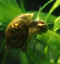 Lumaca lumache acquario usato  Chieti