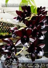 Black orchids fragrant for sale  Montclair