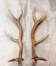 Real set elk for sale  USA