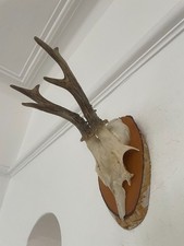 Antlers roe deer for sale  SOUTHEND-ON-SEA