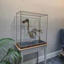 Replica dodo skeleton for sale Replica dodo skeleton for sale  LONDON