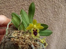 Rare haraella retrocalla for sale  HALSTEAD