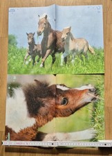 Pferdeposter gebraucht kaufen  Dresden