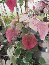 Cercis canadensis carolina gebraucht kaufen  Zetel