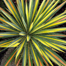 Yucca colour guard for sale  LLANDYSUL