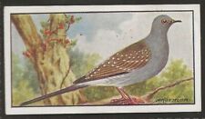 Hyde cage birds for sale  COLNE